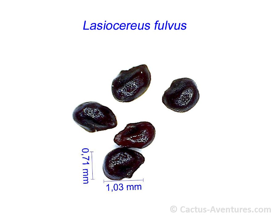 Lasiocereus fulvus AB1